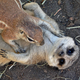 Illustration for article titled Meerkats - Better at Acting in Nature Shows than Photography